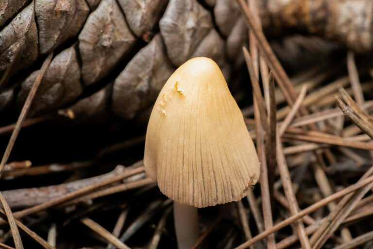 Detailed close-up of a mushroom surrounded by pine needles in a Valencia forest setting.
